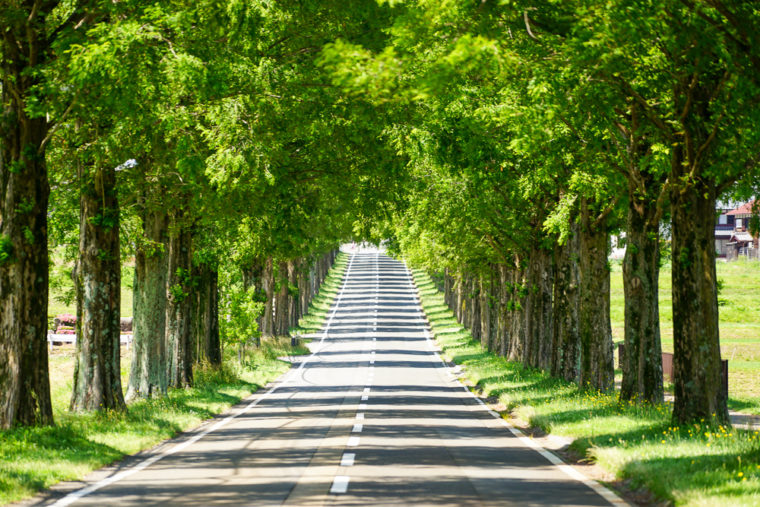 滋賀のおすすめの絶景｜メタセコイア並木道