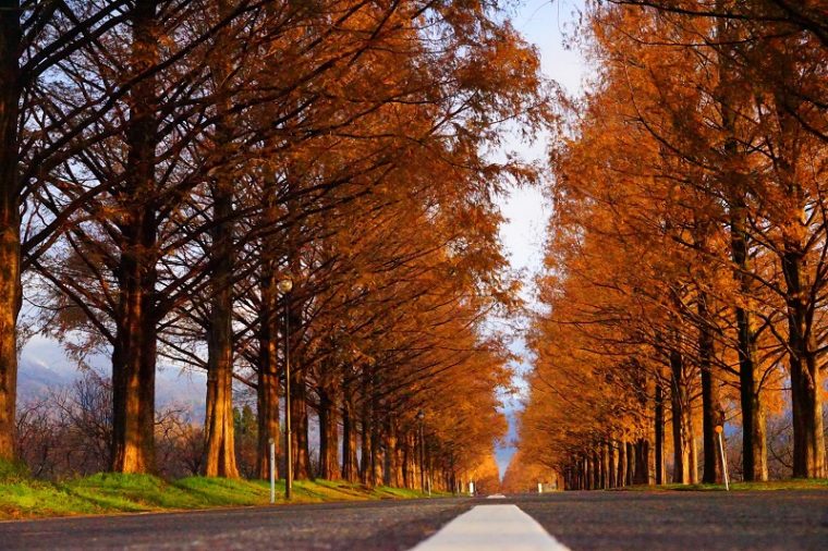 滋賀「メタセコイア並木道」の紅葉