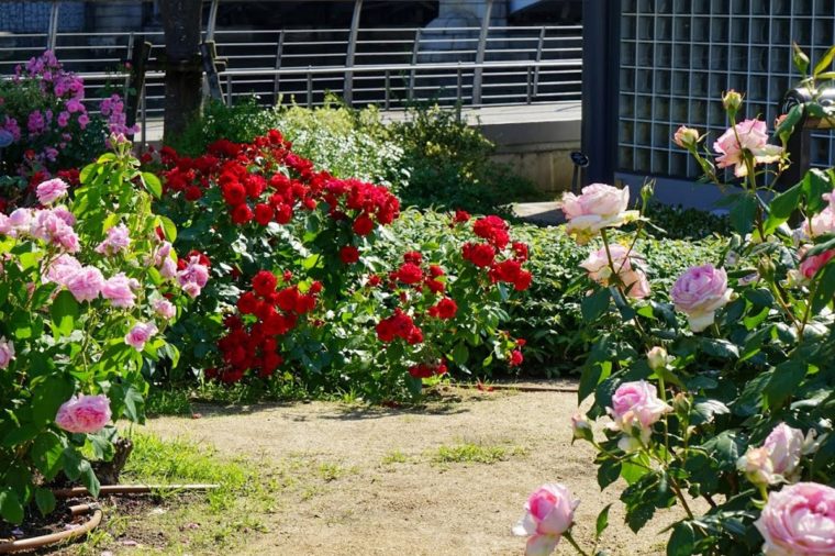 大阪のバラ園「中之島公園 バラ園」｜見頃・開花情報、アクセスを紹介