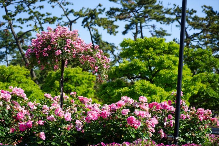 大阪の薔薇(バラ)園「浜寺公園ばら庭園」見頃や開花情報、アクセスなどを紹介