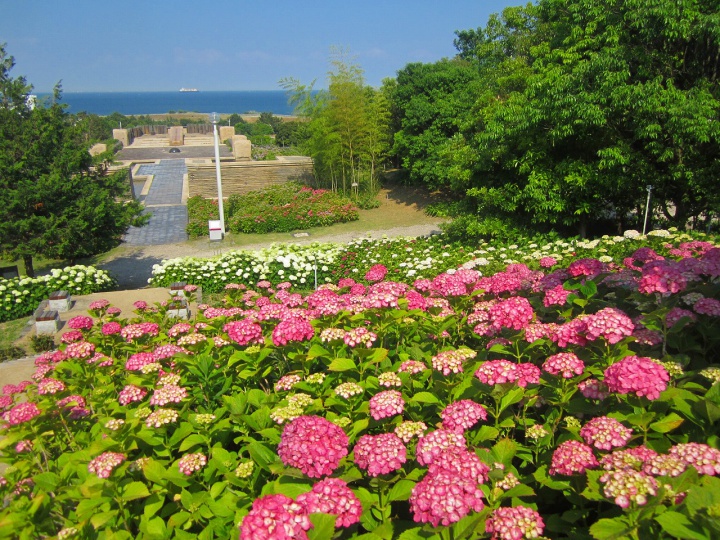 関西のおすすめ紫陽花(あじさい)名所「淡路島国営明石海峡公園」
