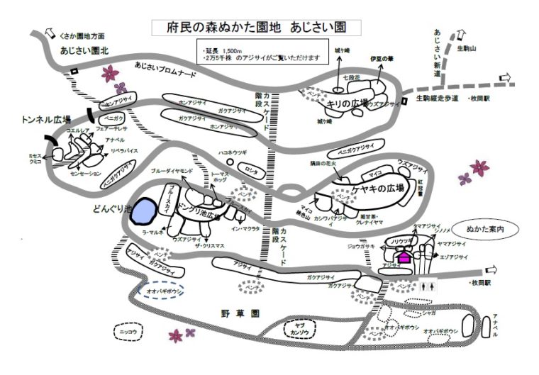 大阪の紫陽花(あじさい)園「府民の森 ぬかた園地」見頃・開花情報、アクセスを紹介