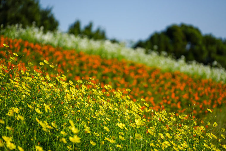 関西・大阪のコスモス畑「万博記念公園・花の丘」
