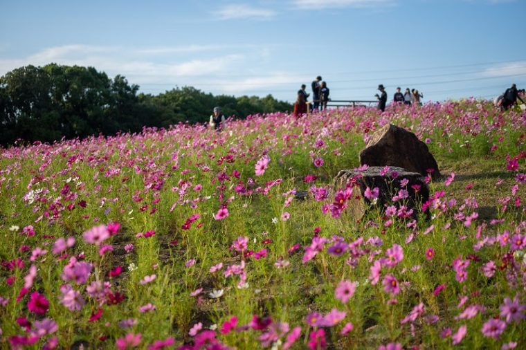 関西・大阪のおすすめコスモス畑「万博記念公園・花の丘」