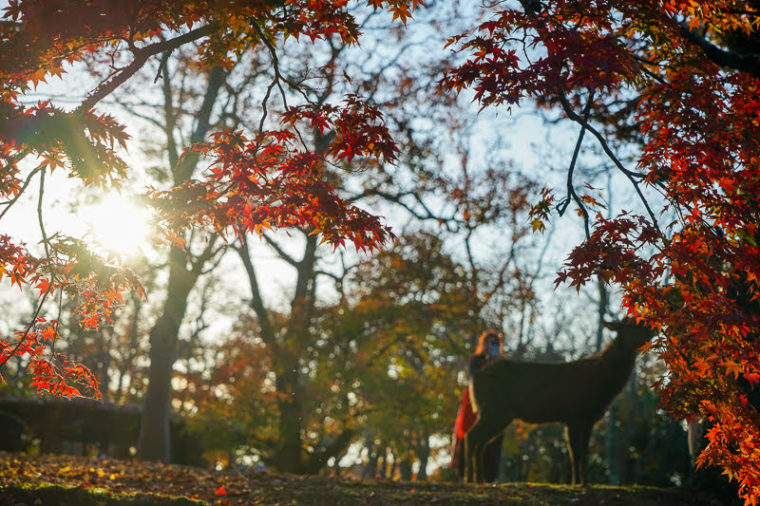 関西・奈良のおすすめ紅葉スポット「奈良公園」