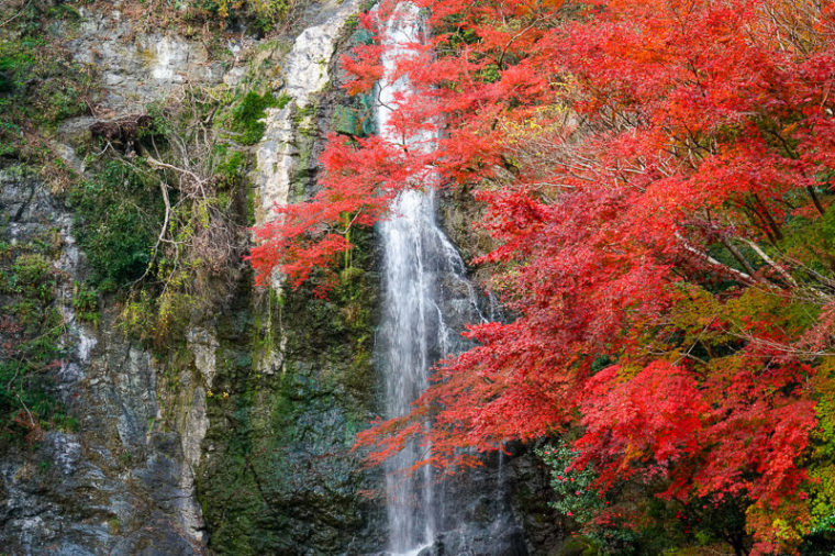 関西・大阪のおすすめ紅葉スポット「箕面の大滝」