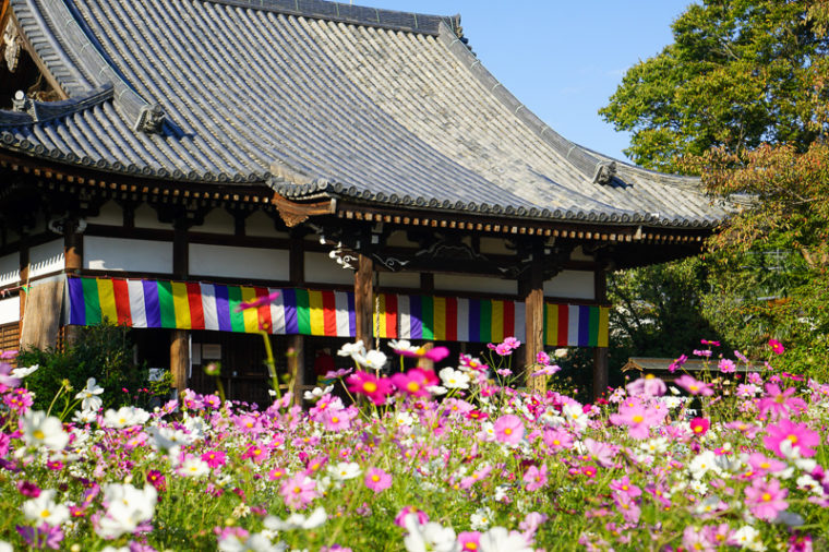 関西・奈良のコスモス名所「般若寺」