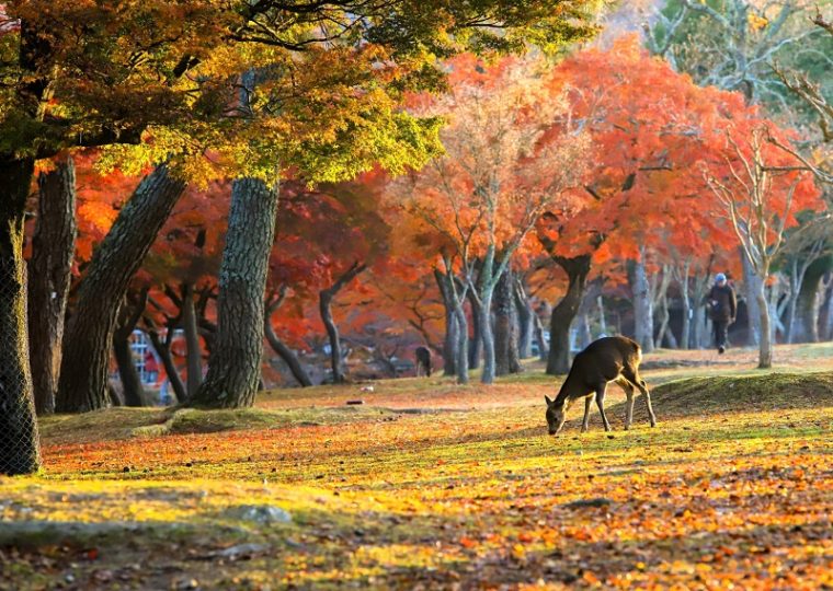 関西・奈良のおすすめ紅葉スポット「奈良公園」