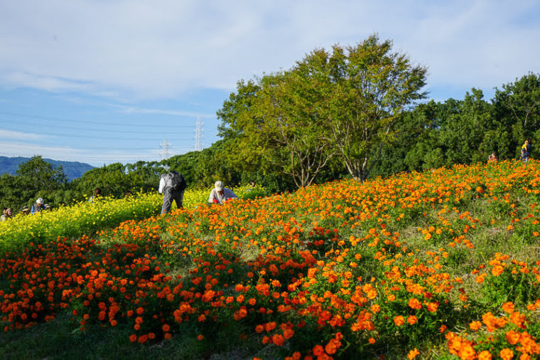 大阪のおすすめコスモス園「万博記念公園・花の丘」