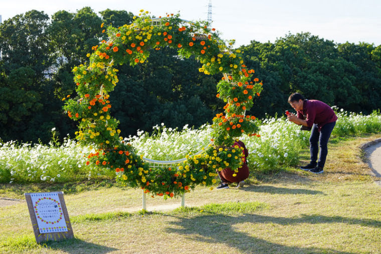 大阪のおすすめコスモス園「万博記念公園・花の丘」