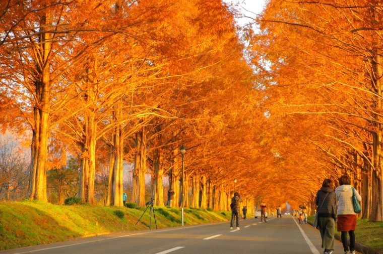 滋賀のおすすめ絶景スポット「メタセコイア並木道」