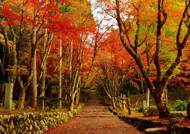滋賀のおすすめの絶景｜鶏足寺の紅葉