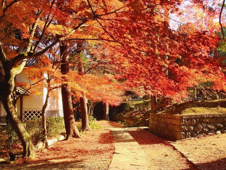 関西・京都のおすすめ紅葉スポット「光明寺」
