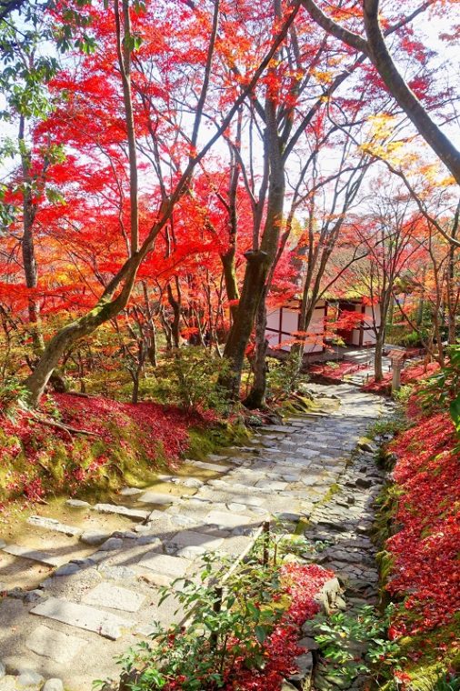 関西・京都のおすすめ紅葉スポット「常寂光寺」