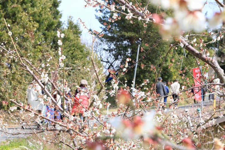 和歌山でおすすめの梅の名所「南部梅林」｜見頃やアクセスを紹介！