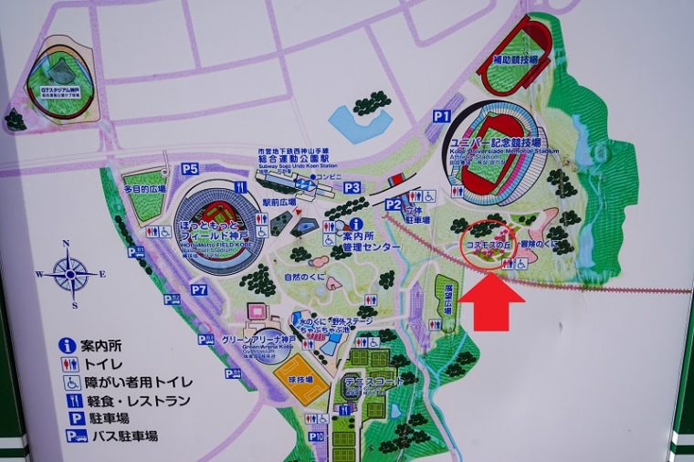 兵庫のおすすめ菜の花畑「神戸総合運動公園」