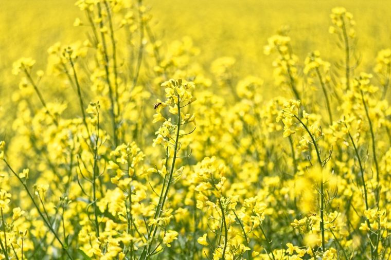 堺・緑のミュージアム ハーベストの丘の菜の花畑