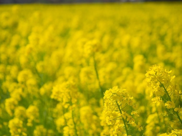 堺・緑のミュージアム ハーベストの丘の菜の花畑