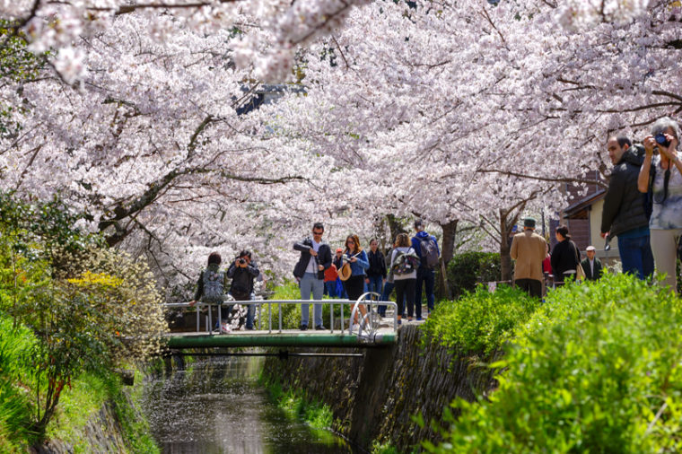 京都の桜の名所「哲学の道」｜見頃や開花情報、アクセスなどを紹介