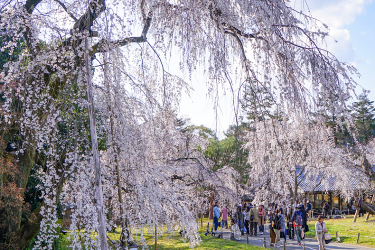 関西のおすすめ桜の絶景スポット「醍醐寺」