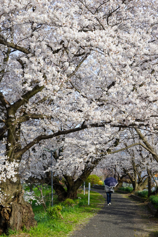 奈良の桜と菜の花畑の名所「藤原宮跡」