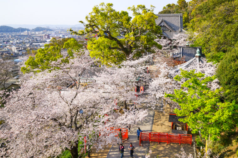 和歌山の桜の名所「紀三井寺」｜見頃や開花情報、アクセスなどを紹介
