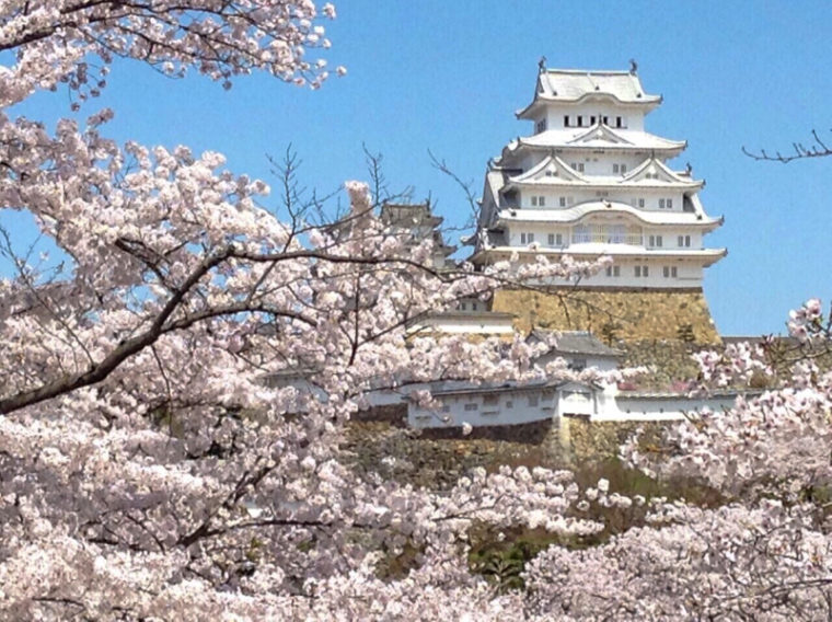 関西のおすすめ桜の名所「姫路城」