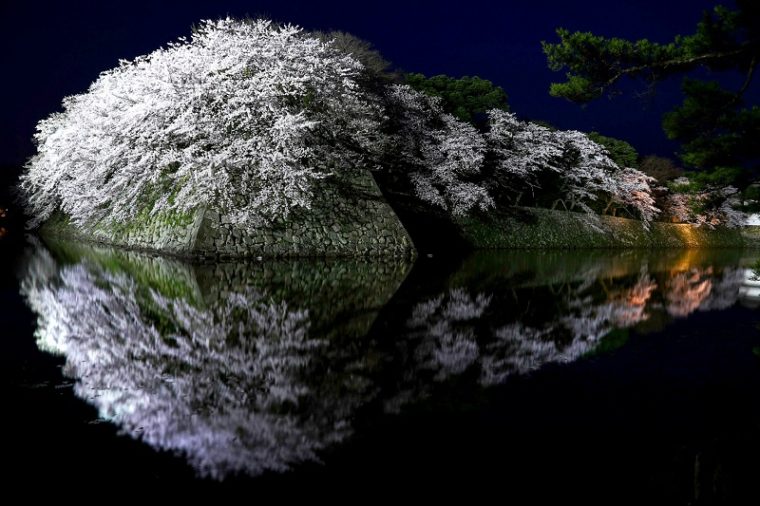 滋賀のおすすめの絶景「彦根城の桜ライトアップ」