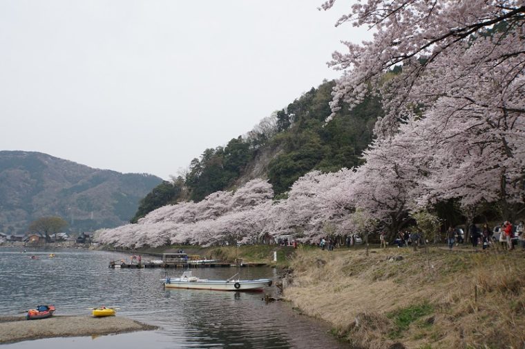 滋賀のおすすめの絶景「海津大崎の桜」