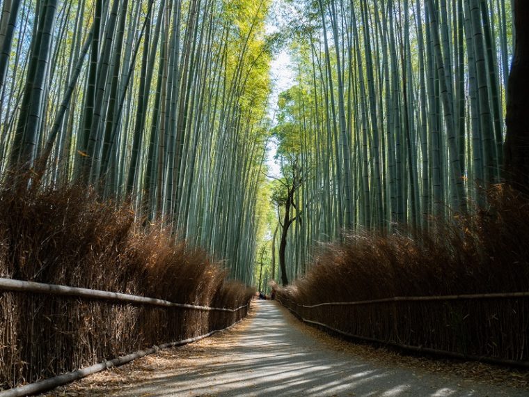 京都のおすすめ絶景スポット「竹林の小径」