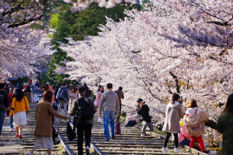 京都の桜の名所「蹴上インクライン」｜見頃や開花情報、アクセスを紹介