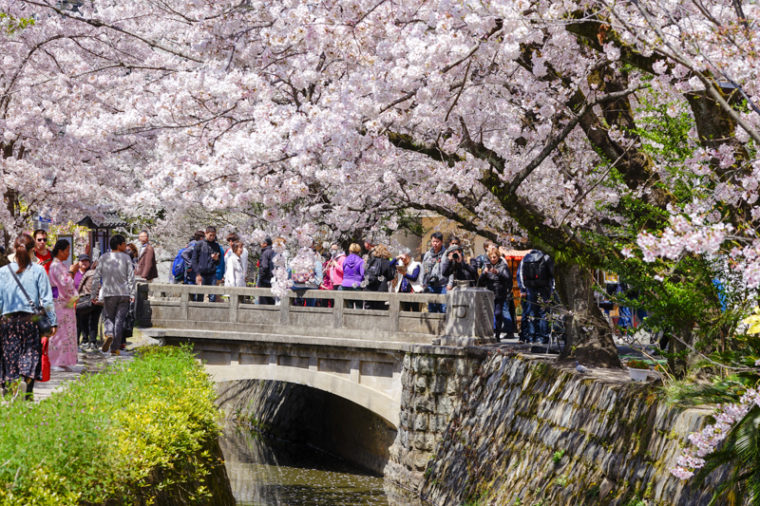 京都の桜の名所「哲学の道」｜見頃や開花情報、アクセスなどを紹介