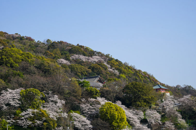 和歌山の桜の名所「紀三井寺」｜見頃や開花情報、アクセスなどを紹介！