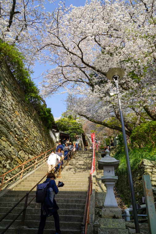 和歌山の桜の名所「紀三井寺」｜見頃や開花情報、アクセスなどを紹介！