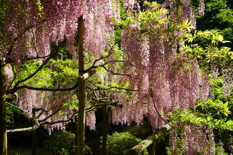 【2020年】奈良の藤棚の名所「春日大社/萬葉植物園」｜見頃やアクセスなどを紹介