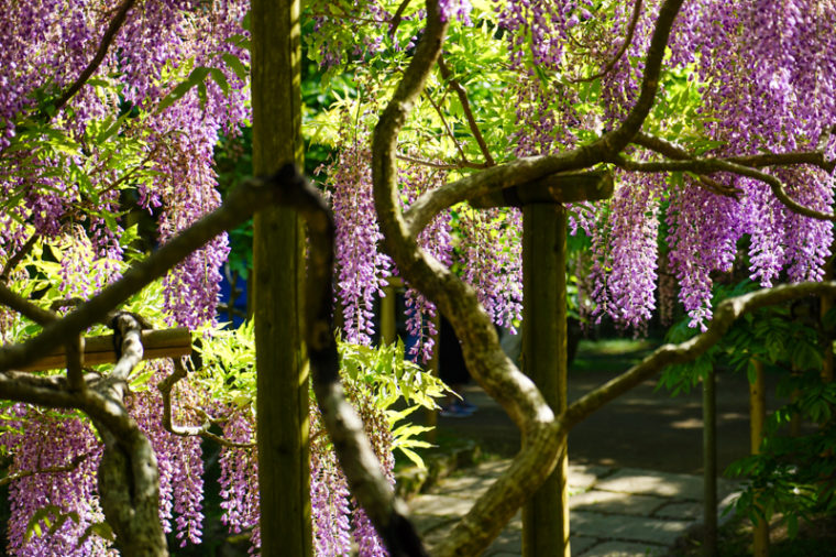 【2020年】奈良の藤棚の名所「春日大社/萬葉植物園」｜見頃やアクセスなどを紹介