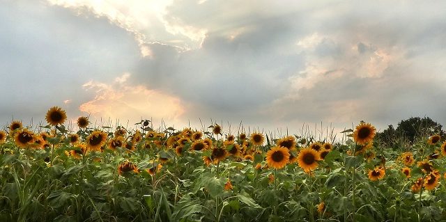 年版 奈良のおすすめひまわり畑2選 見頃 開花情報 アクセスなどを紹介 ニシタビ