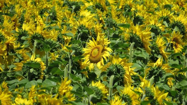 年版 大阪のおすすめひまわり畑3選 見頃 開花情報 アクセスなどを紹介 ニシタビ