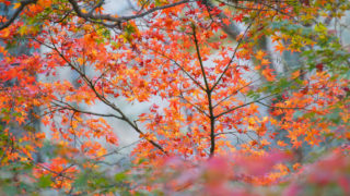 京都「琵琶湖疏水の紅葉」