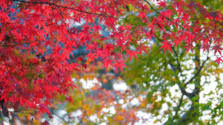 京都のおすすめ紅葉鑑賞コース