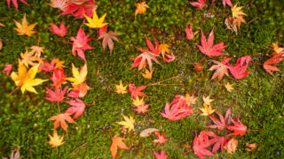 京都「南禅寺の紅葉」