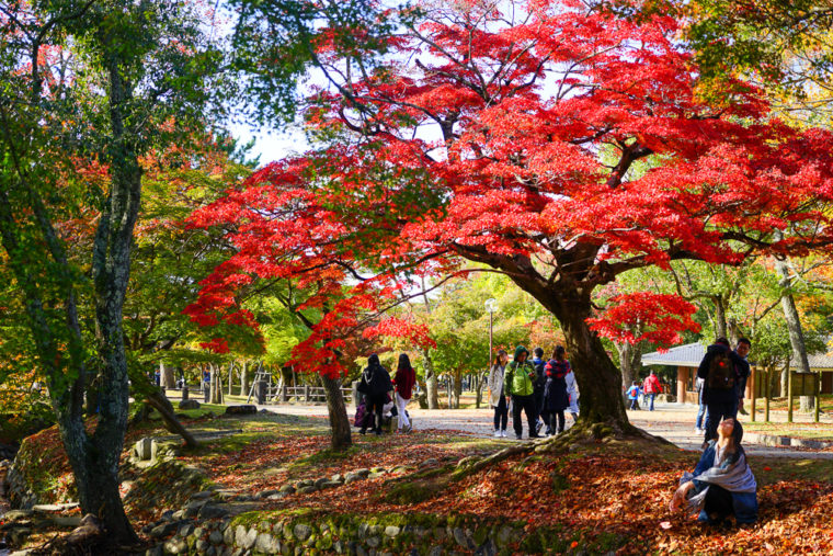 奈良旅行記 奈良公園 東大寺まわりの紅葉 17年11月 Ryotabi Lab