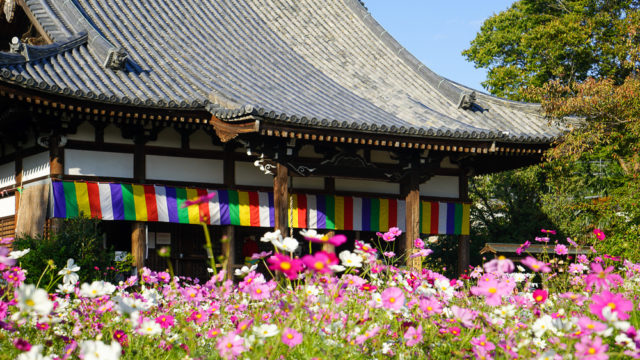 奈良のコスモス寺「般若寺」