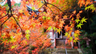 京都|毘沙門堂の紅葉