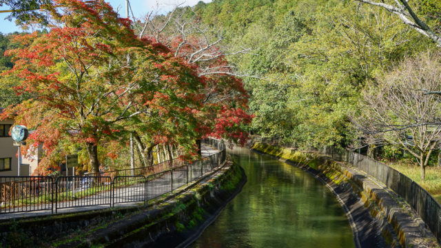 琵琶湖疏水の紅葉