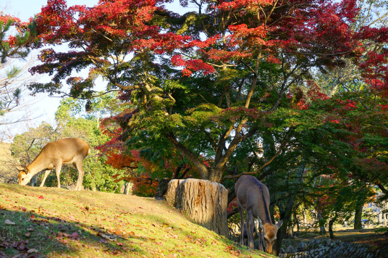 奈良公園の紅葉と鹿