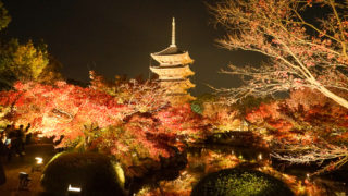 京都・東寺の紅葉ライトアップ
