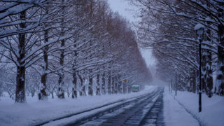 滋賀マキノ町「冬のメタセコイア並木道」