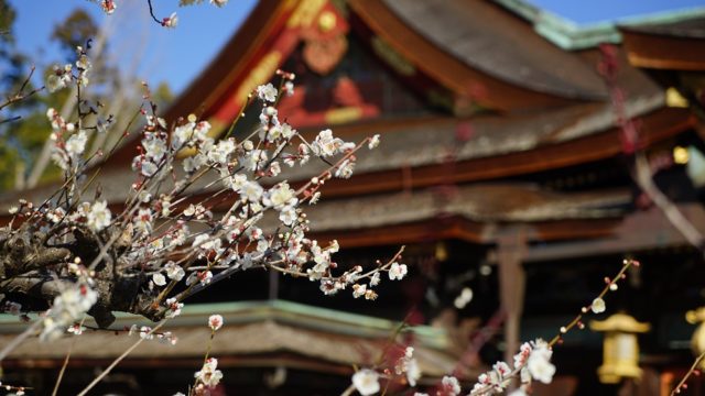 京都「北野天満宮の梅」