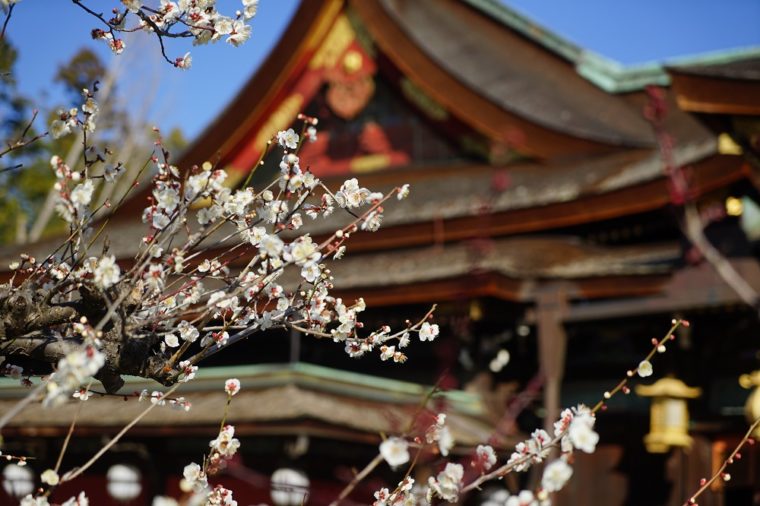 京都「北野天満宮の梅」